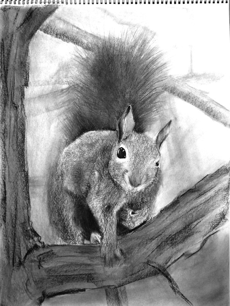 Carmen Martin, Art Things: Sketchbook, Grey squirrel.