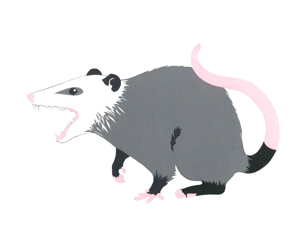 Carmen Martin, Art Things: Sketchbook. Opossum.